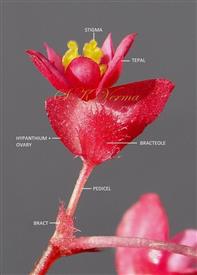  Female Flower